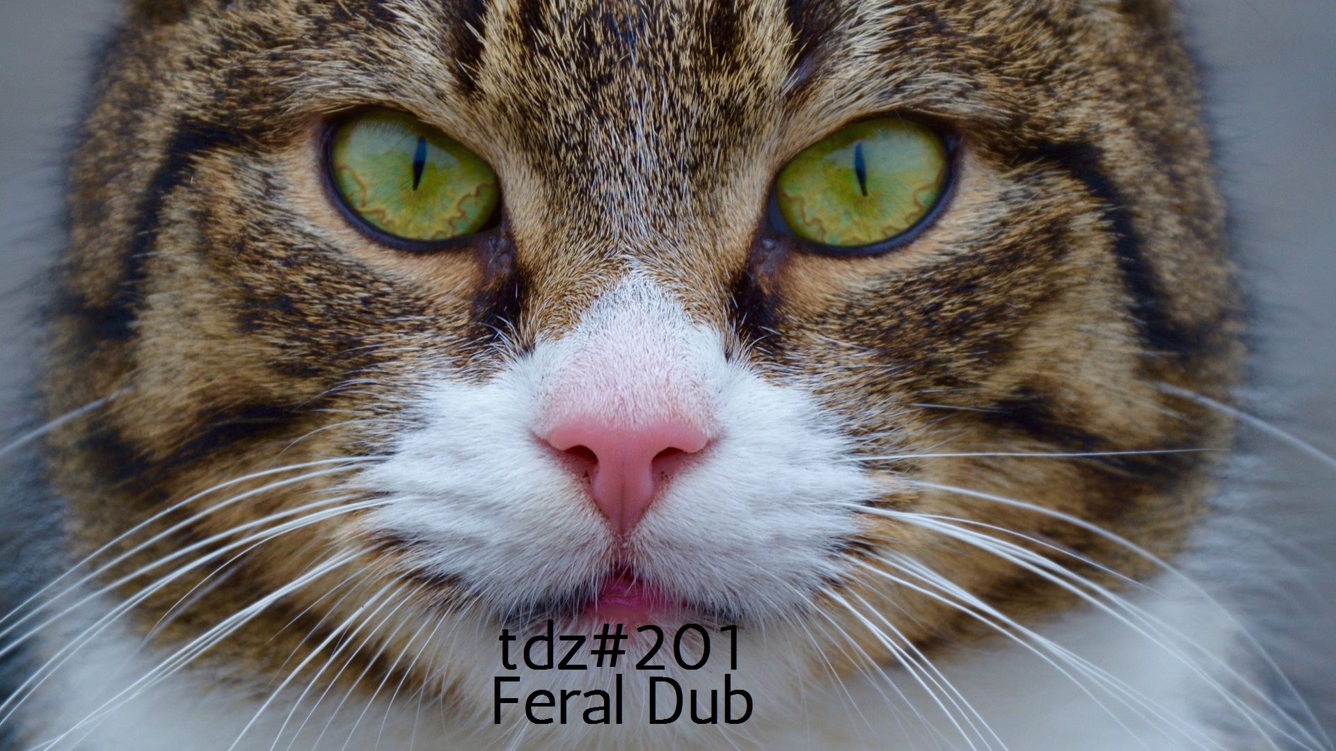TDZ#201... Feral Dub.....