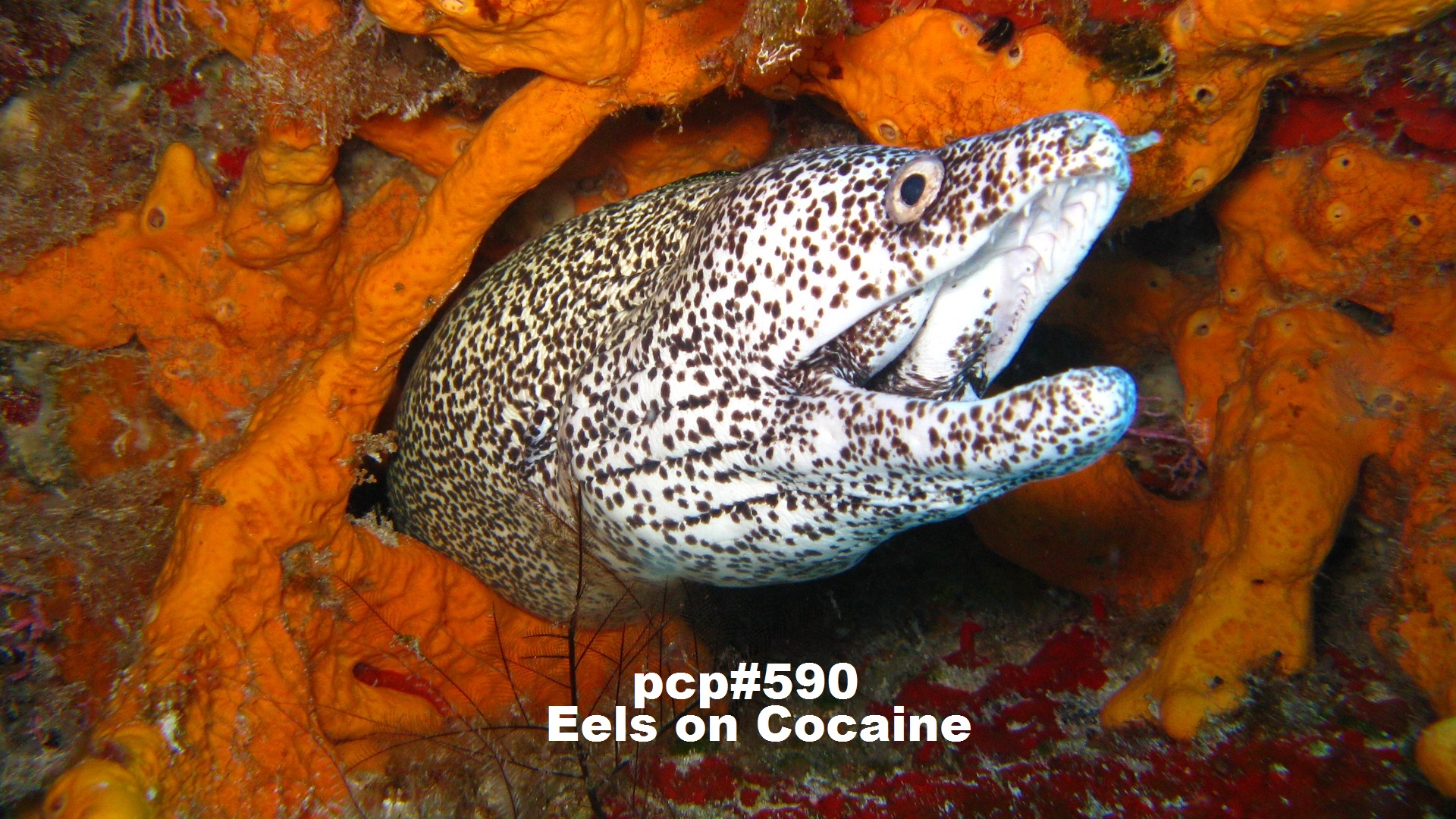 PCP#590... Eels on Cocaine....